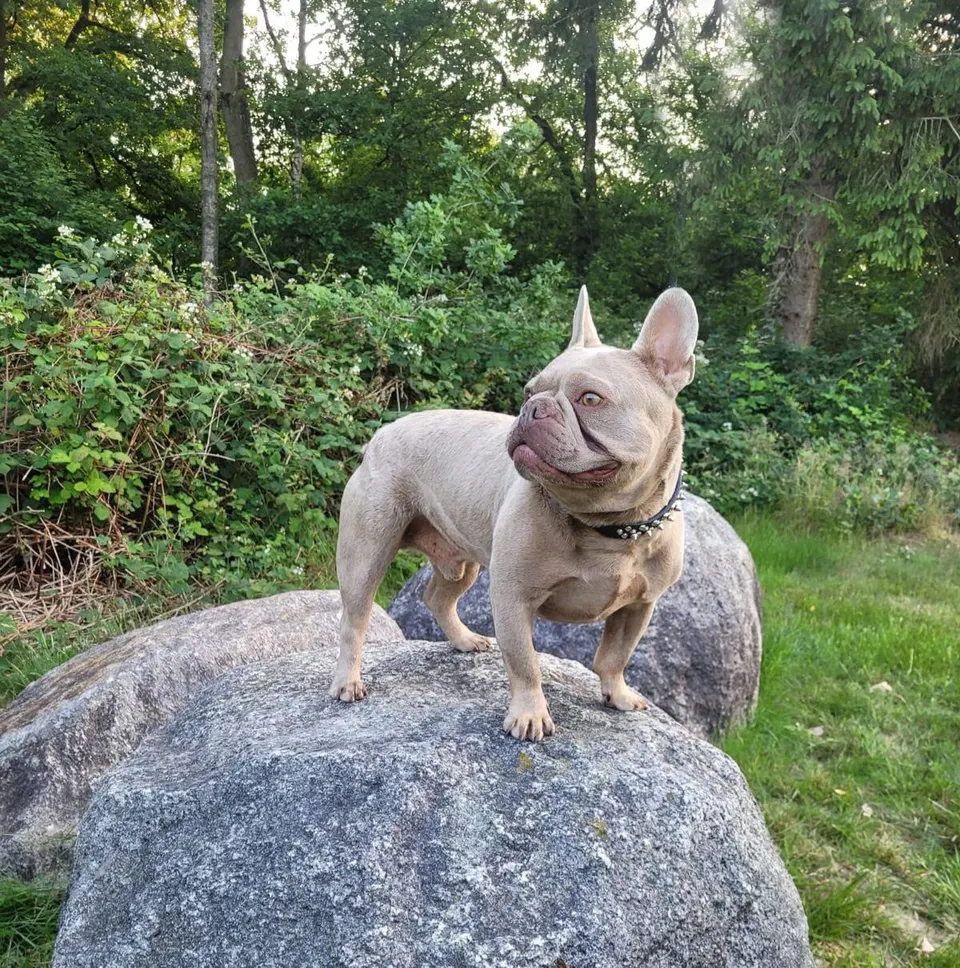Lilac Franse Bulldog op een zwerfkei