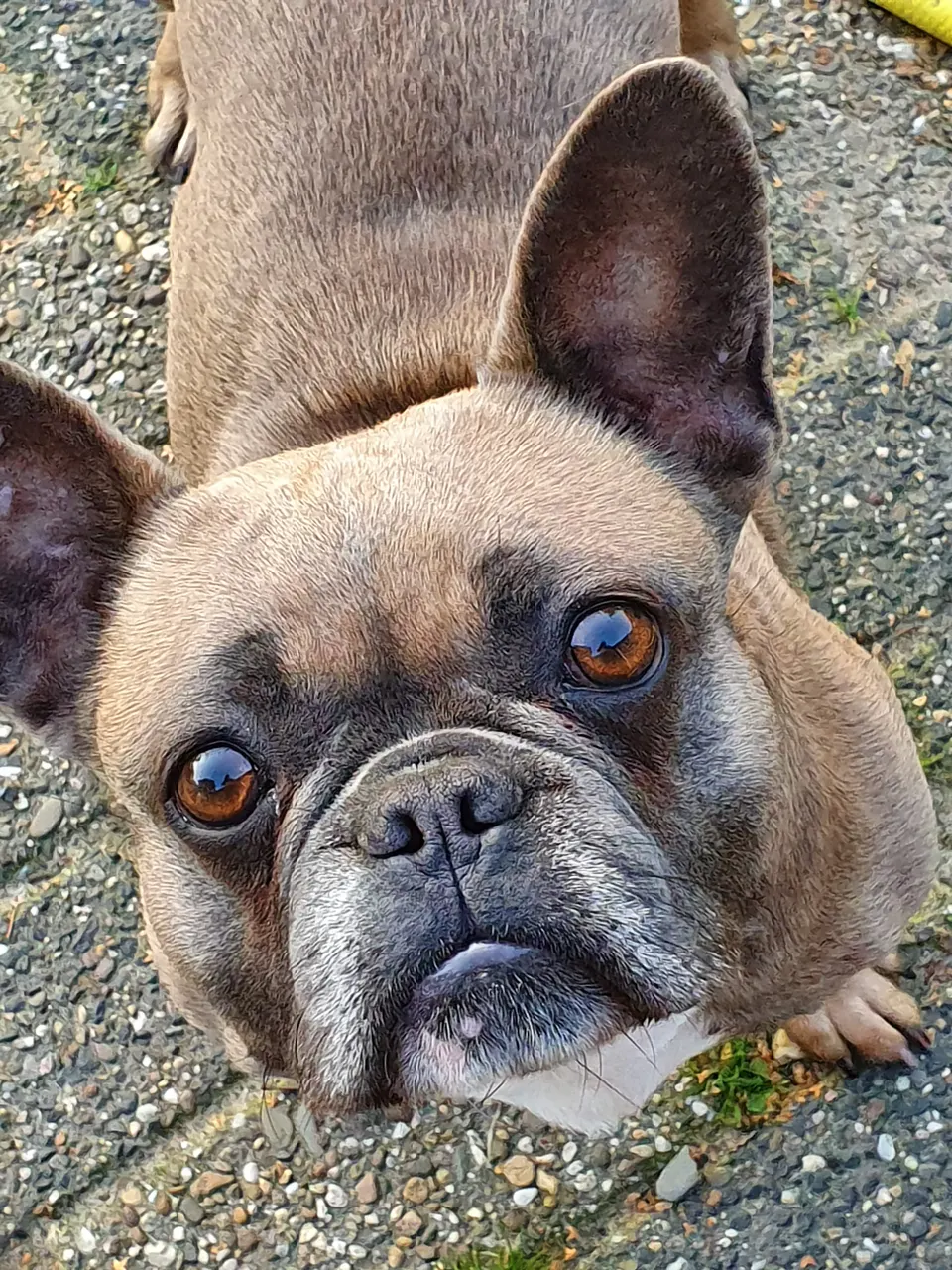 Fawn Franse Bulldog van dichtbij