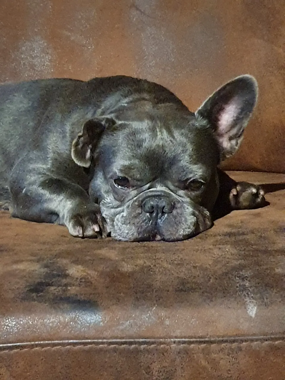 Blauwe Franse Bulldog ligt te rusten
