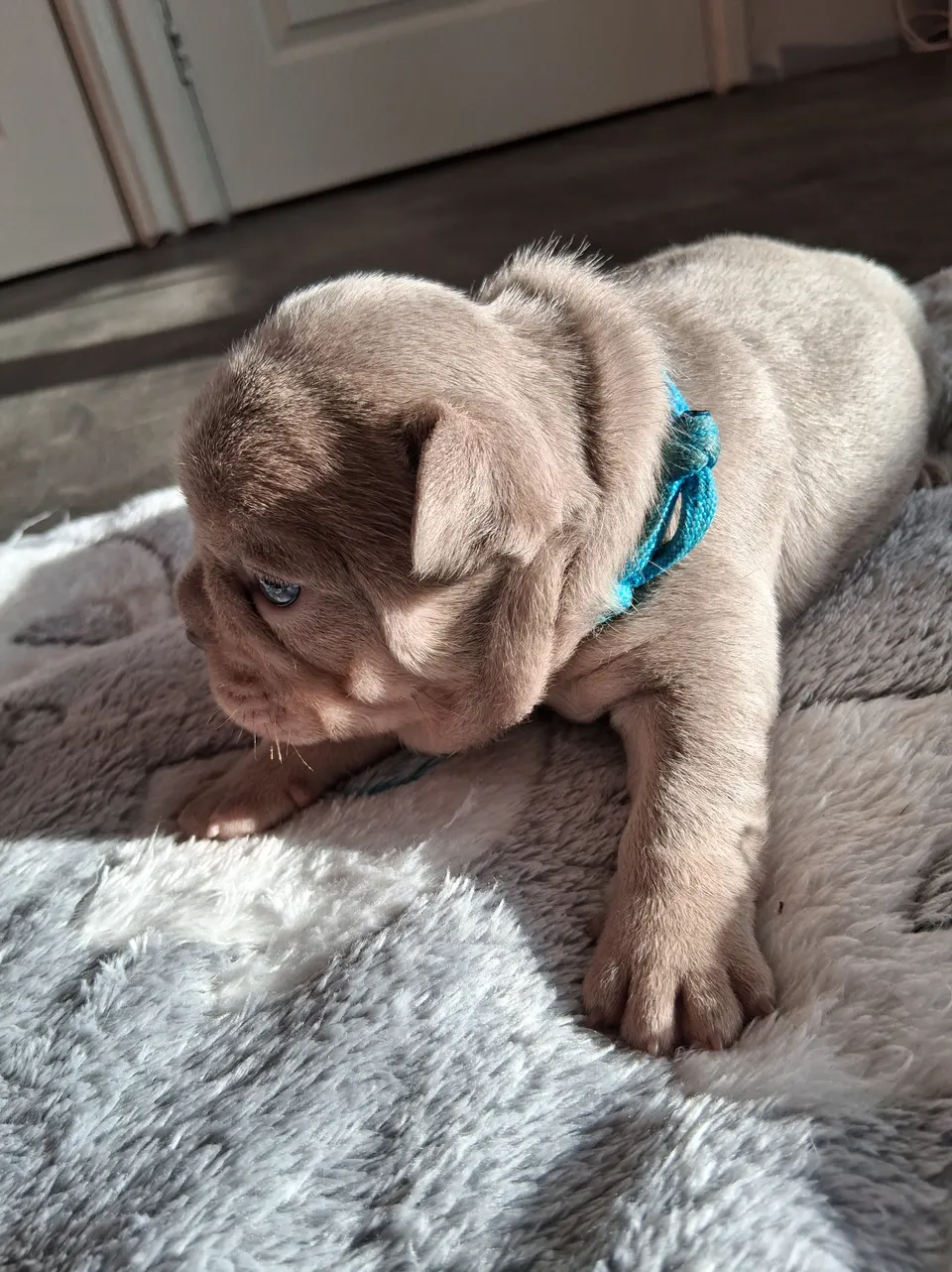 Pasgeboren pup met blauw bandje