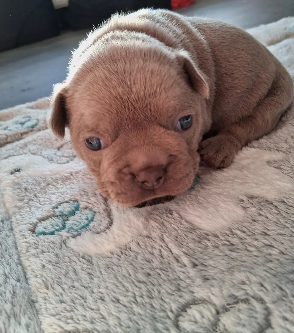 Pasgeboren pup op een zachte deken