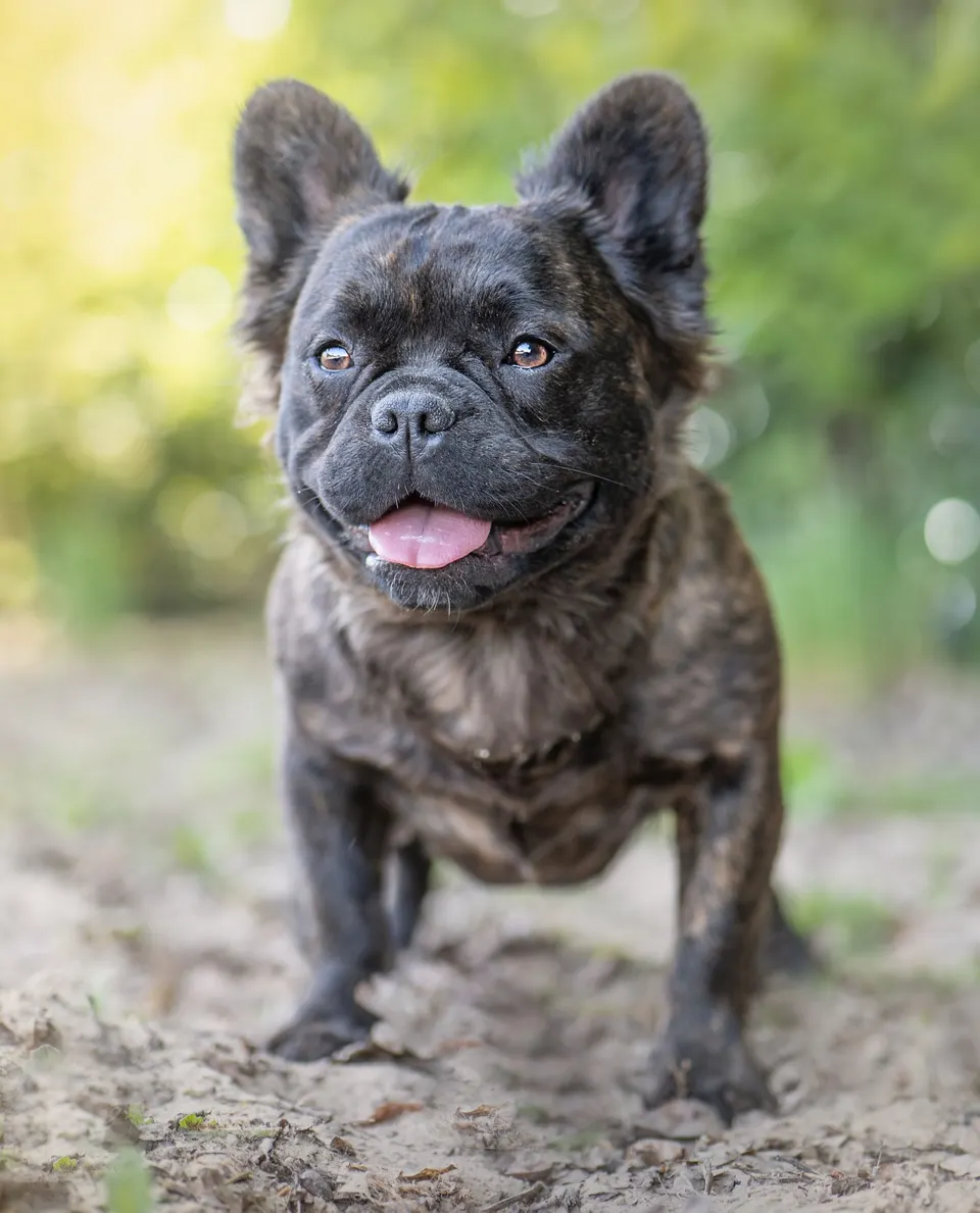 Gestroomde langhaar Franse Bulldog buiten