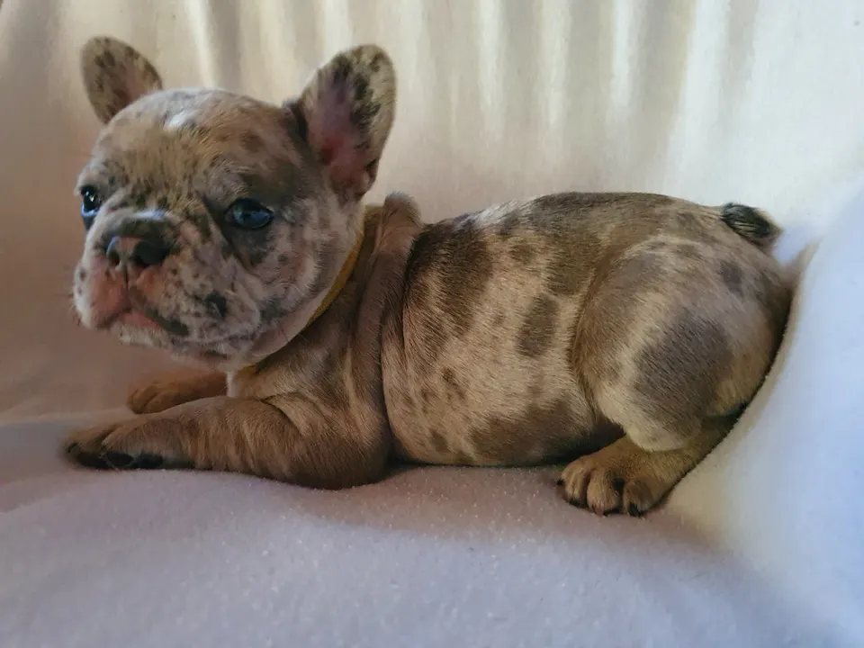 Merle Franse Bulldog op de bank