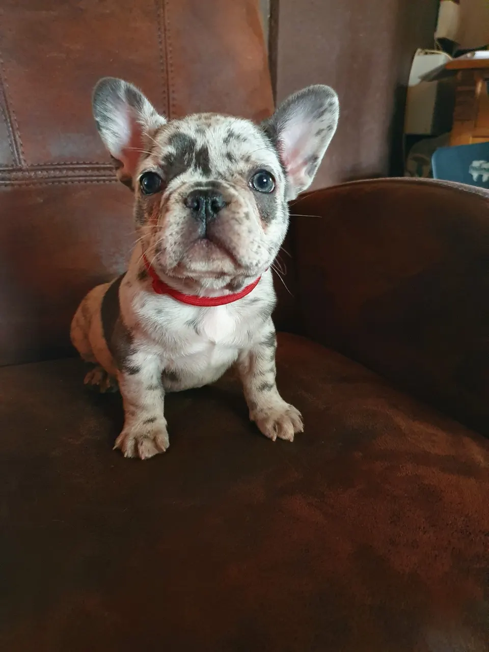 Merle pup met rood halsbandje