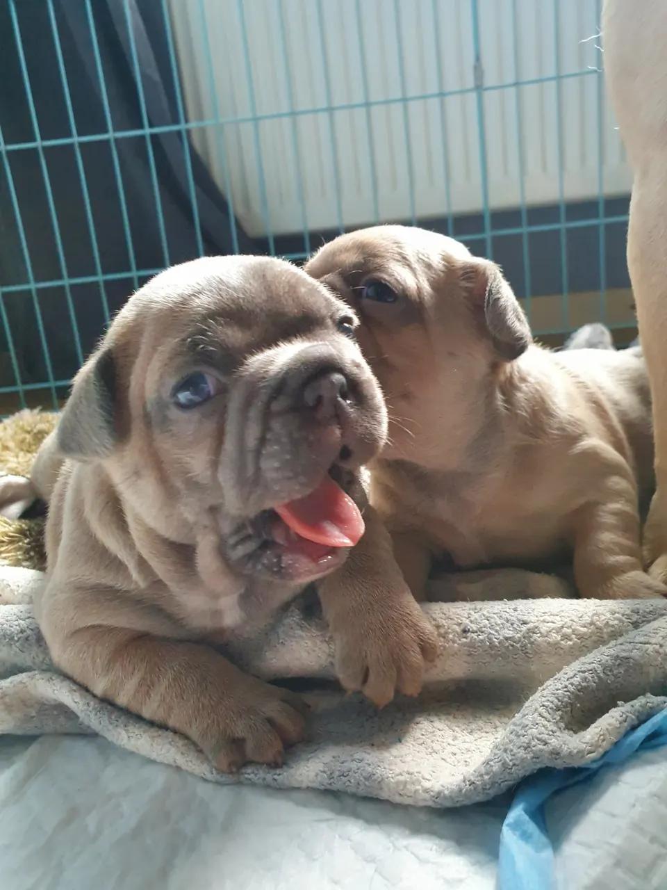 Twee pups knuffelen