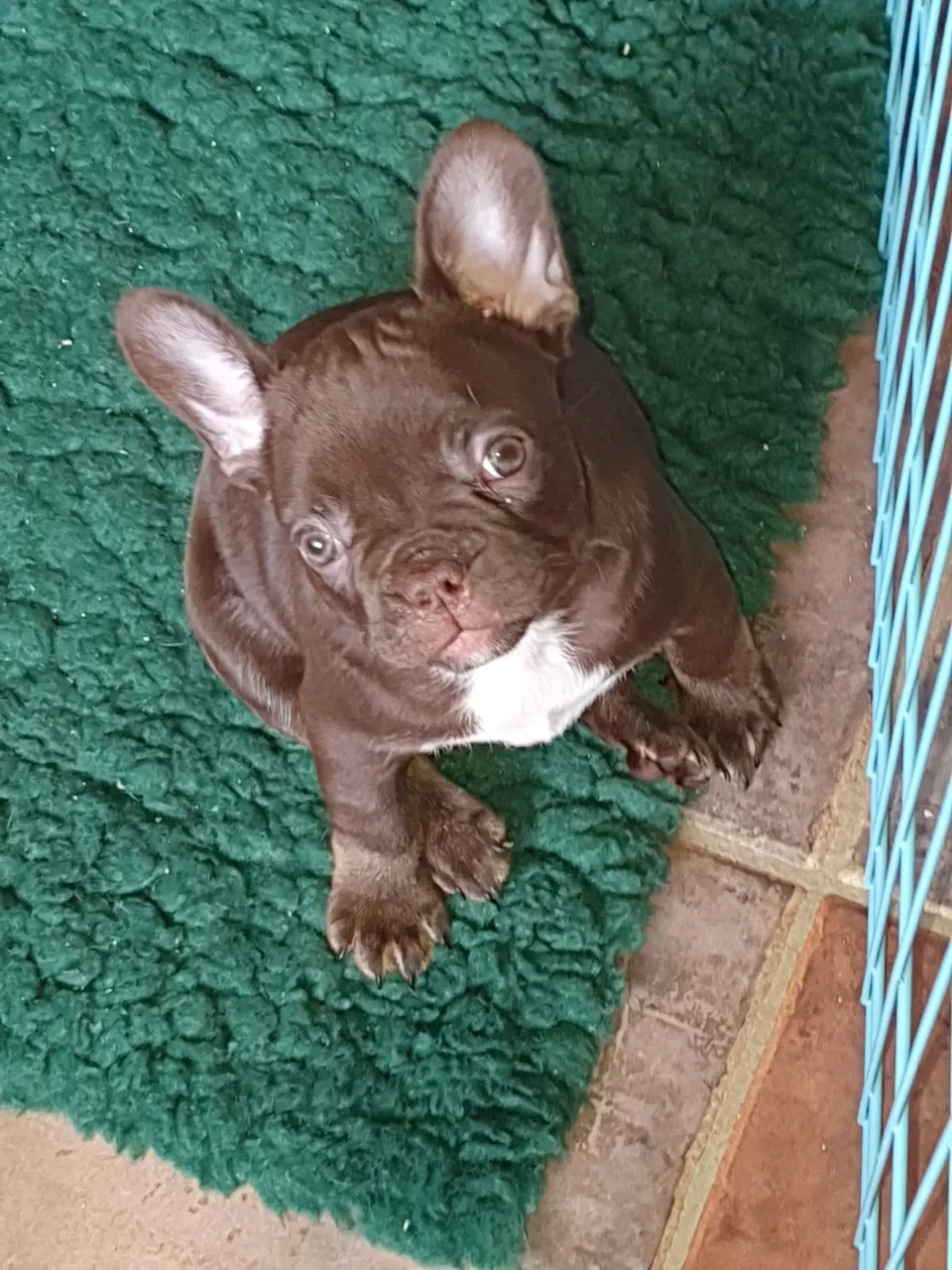 Chocolate pup kijkt omhoog