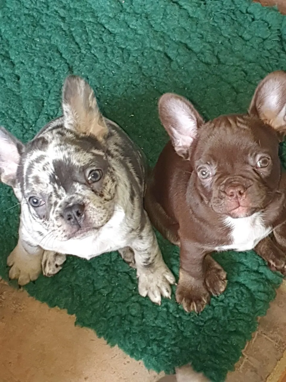 Merle en chocolate pup samen