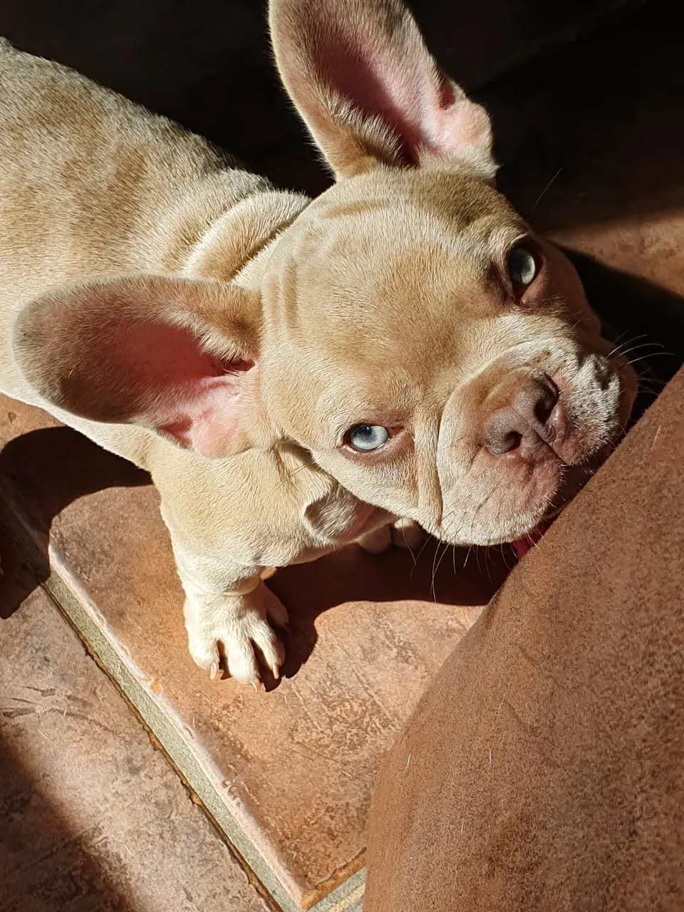 Fawn bulldog in de zon