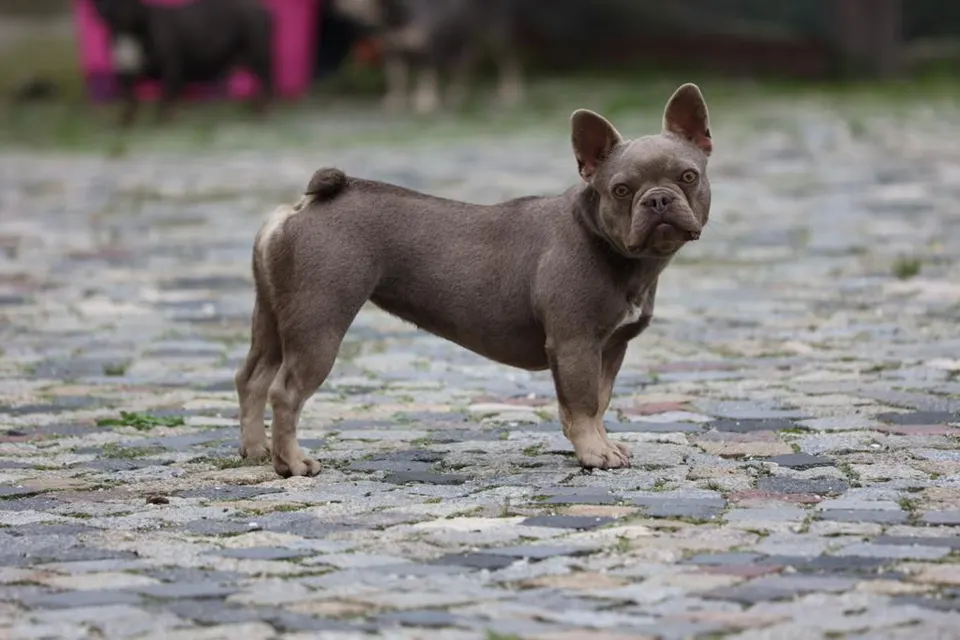 Blauwe Franse Bulldog op de klinkers