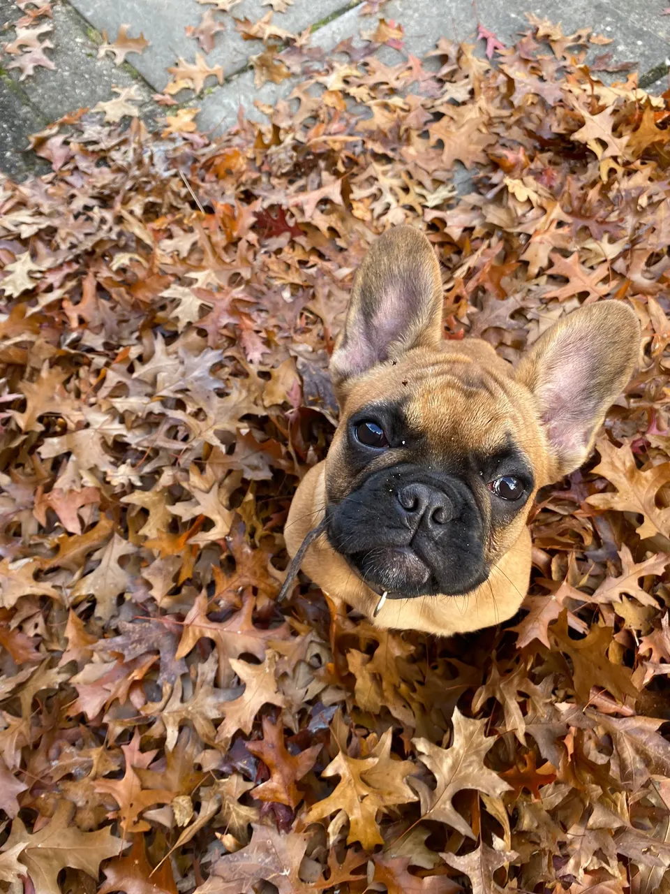 Fawn bulldog tussen de herfstbladeren