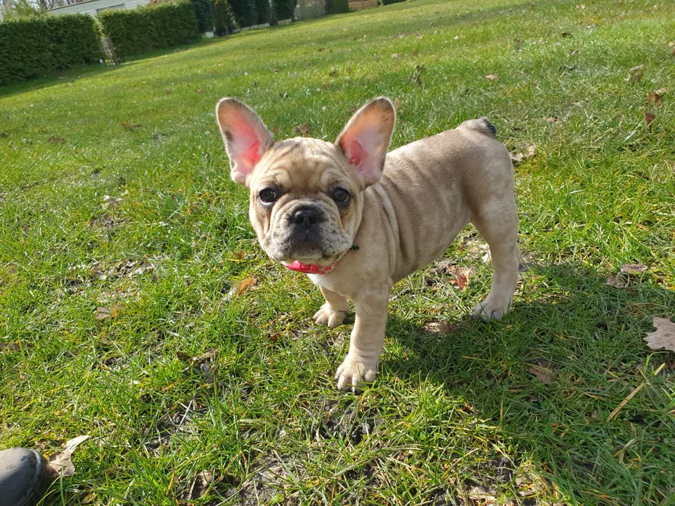 Pup speelt in het gras