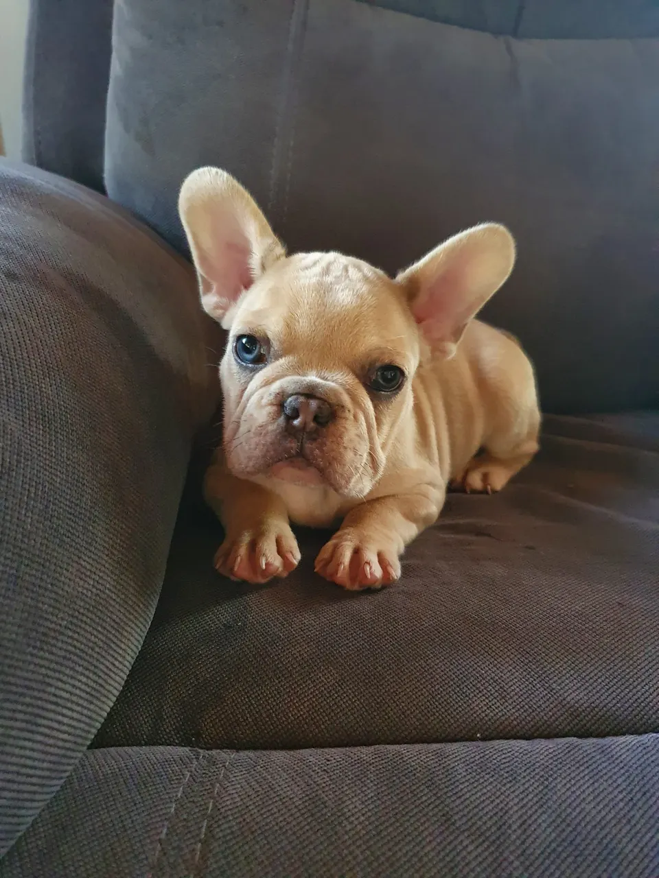Fawn pup op de bank