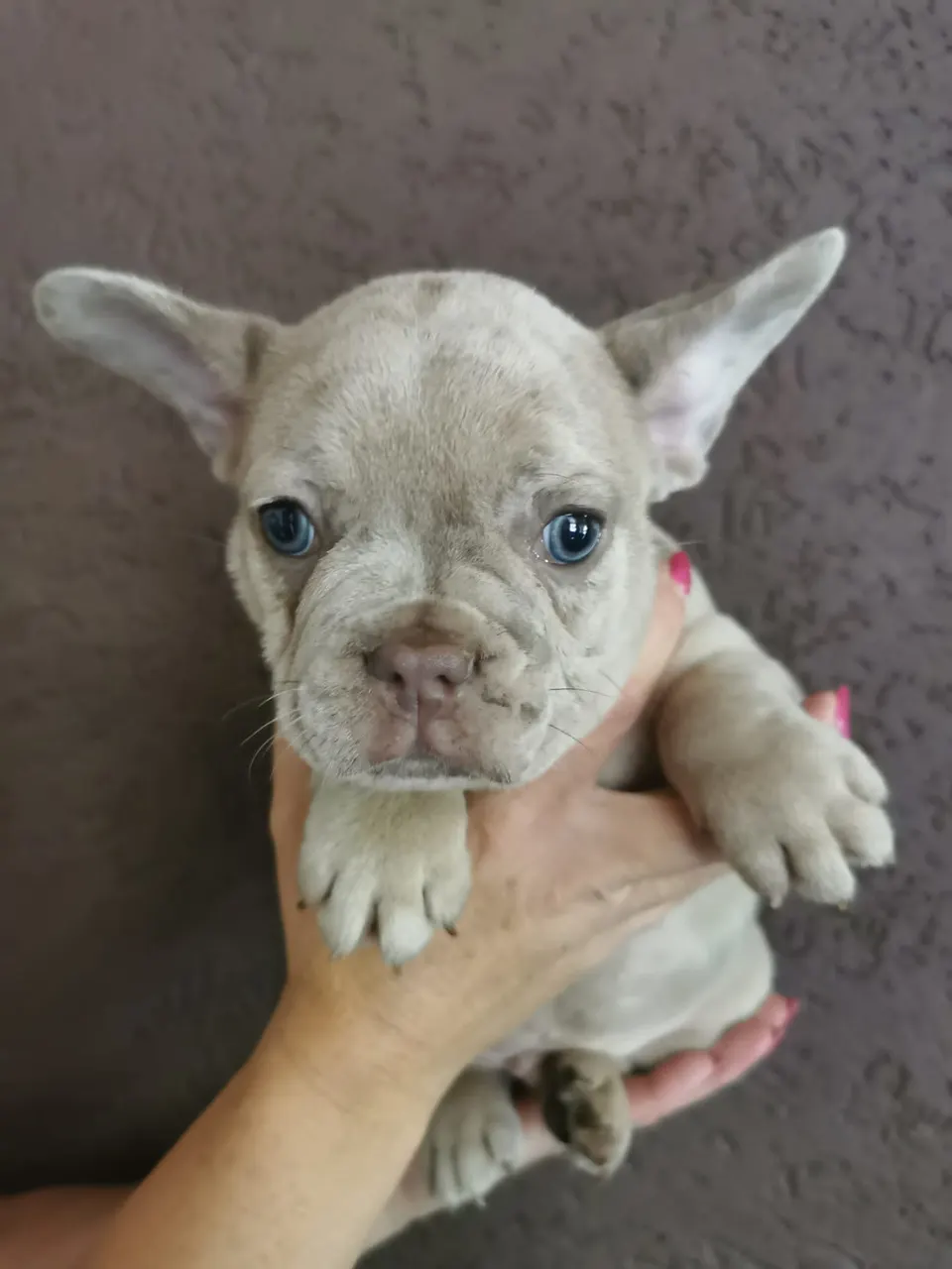 Lilac pup in de hand