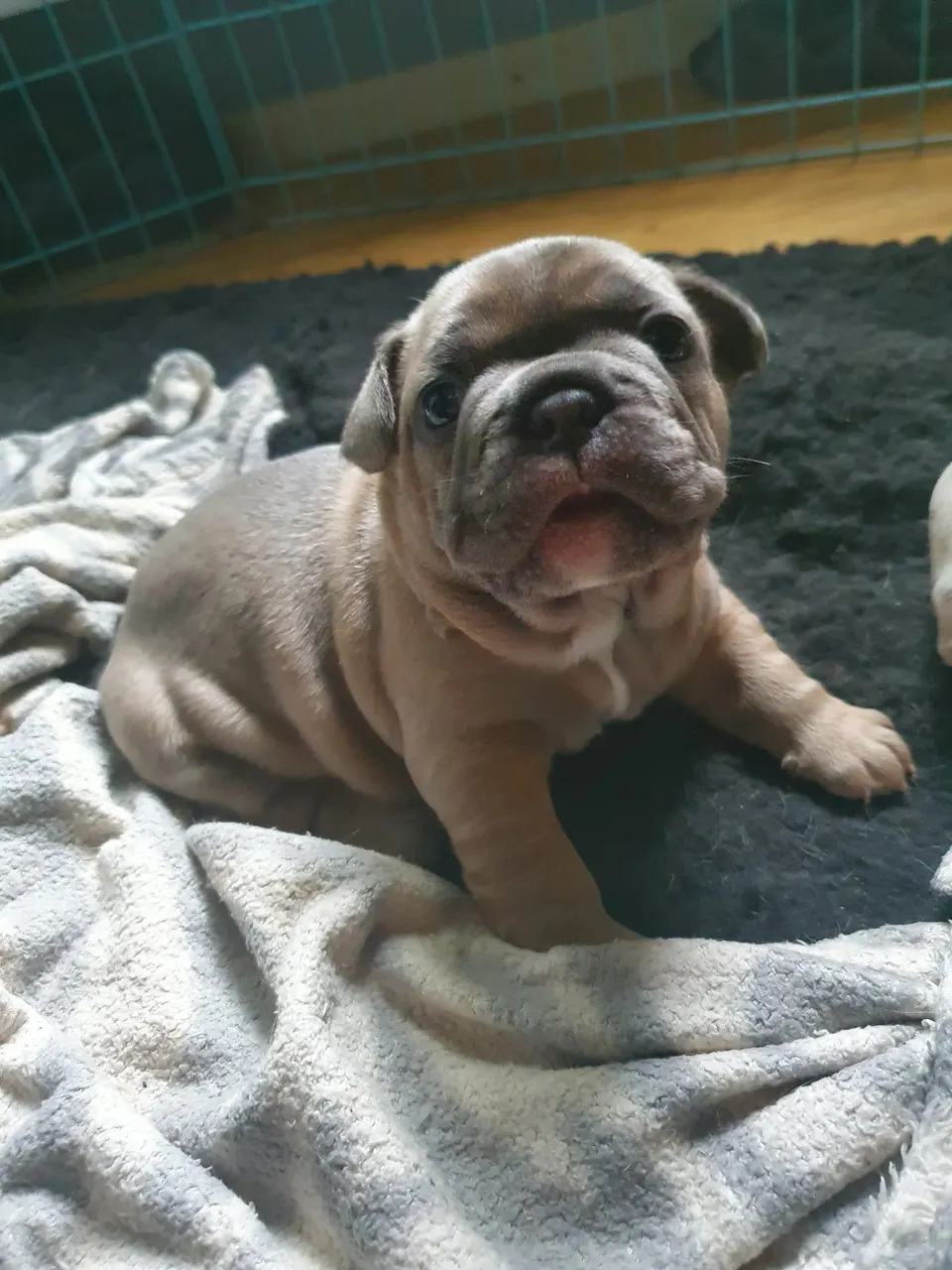 Pup op een deken