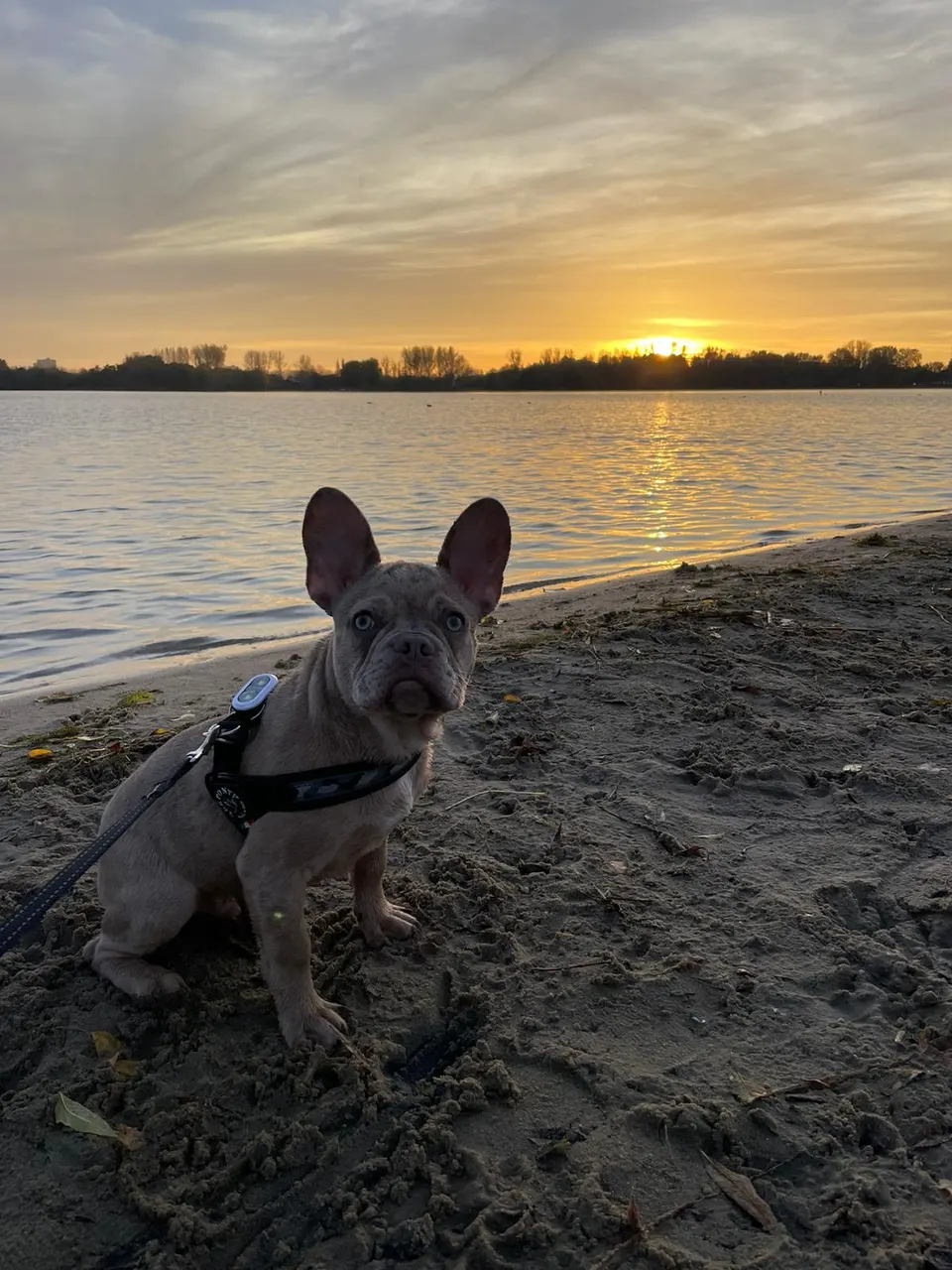 Franse Bulldog op het strand bij zonsondergang
