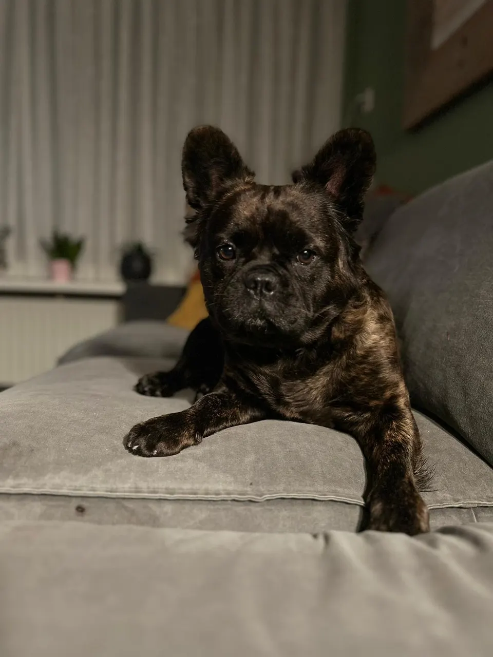 Gestroomde bulldog op de bank