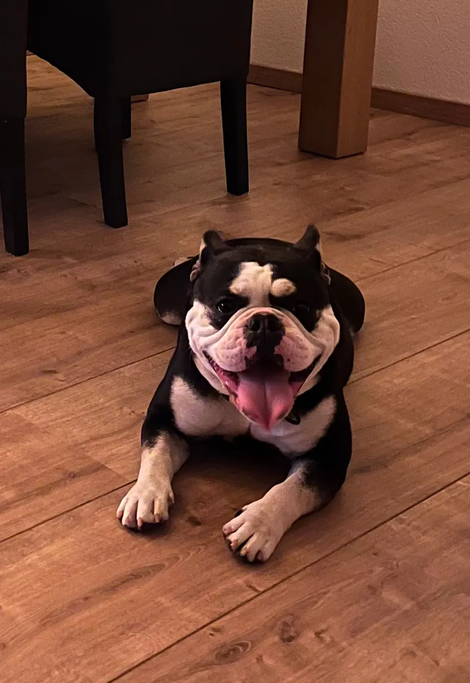 Black tan bulldog met tong uit de bek