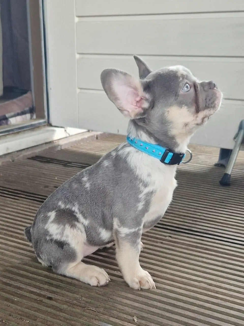 Blue merle pup met blauw halsbandje