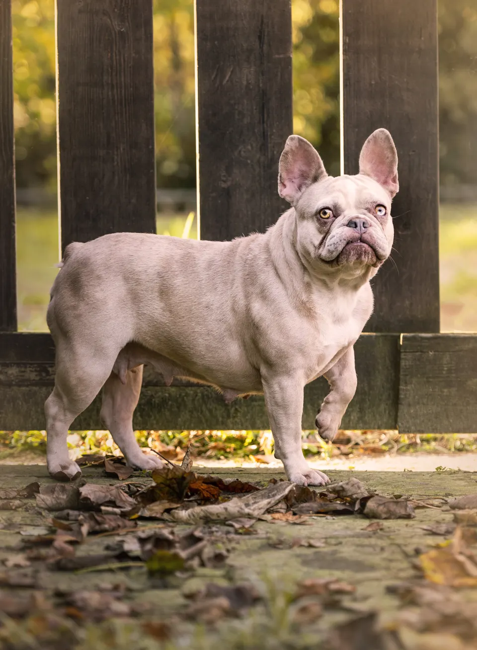 Lilac Franse Bulldog bij het houten hek