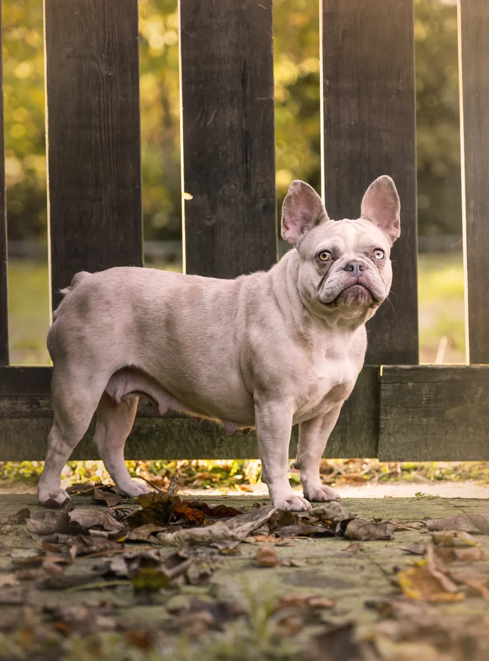 Lilac Franse Bulldog in de herfstbladeren