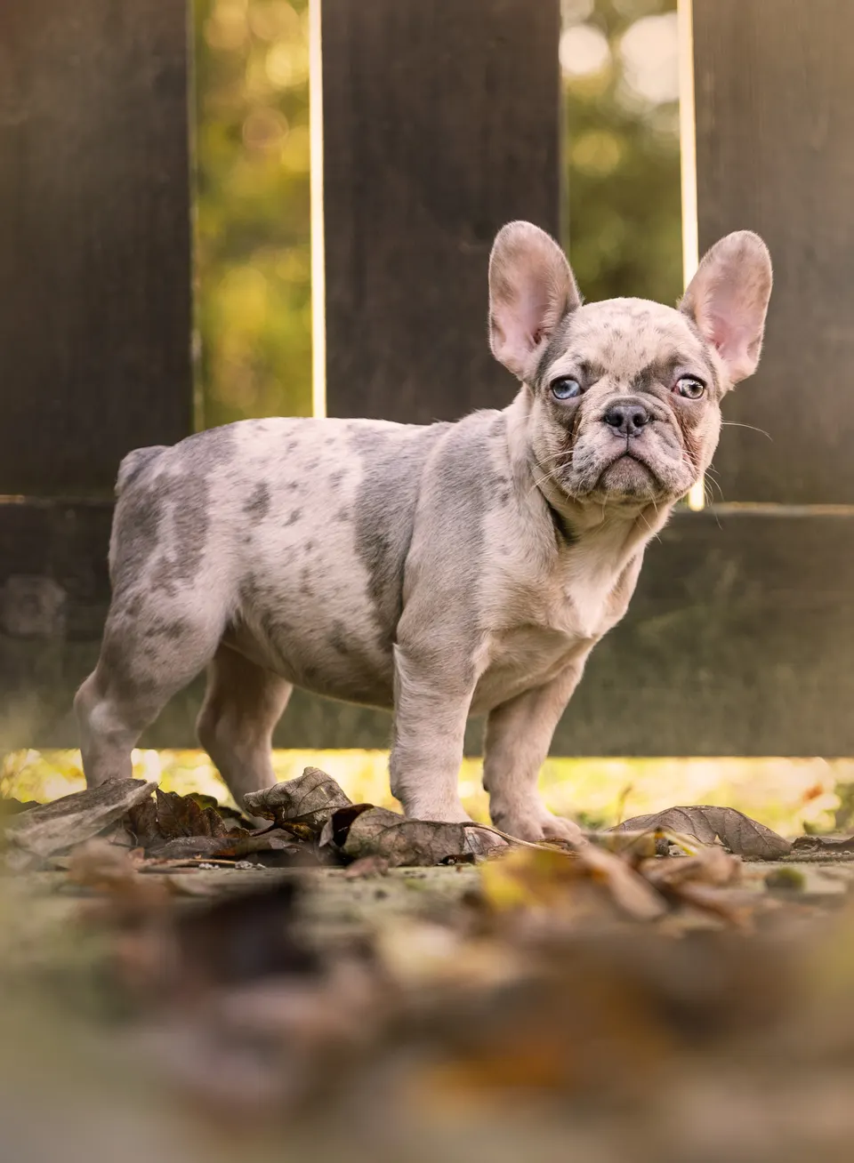 Lilac merle Franse Bulldog bij het houten hek