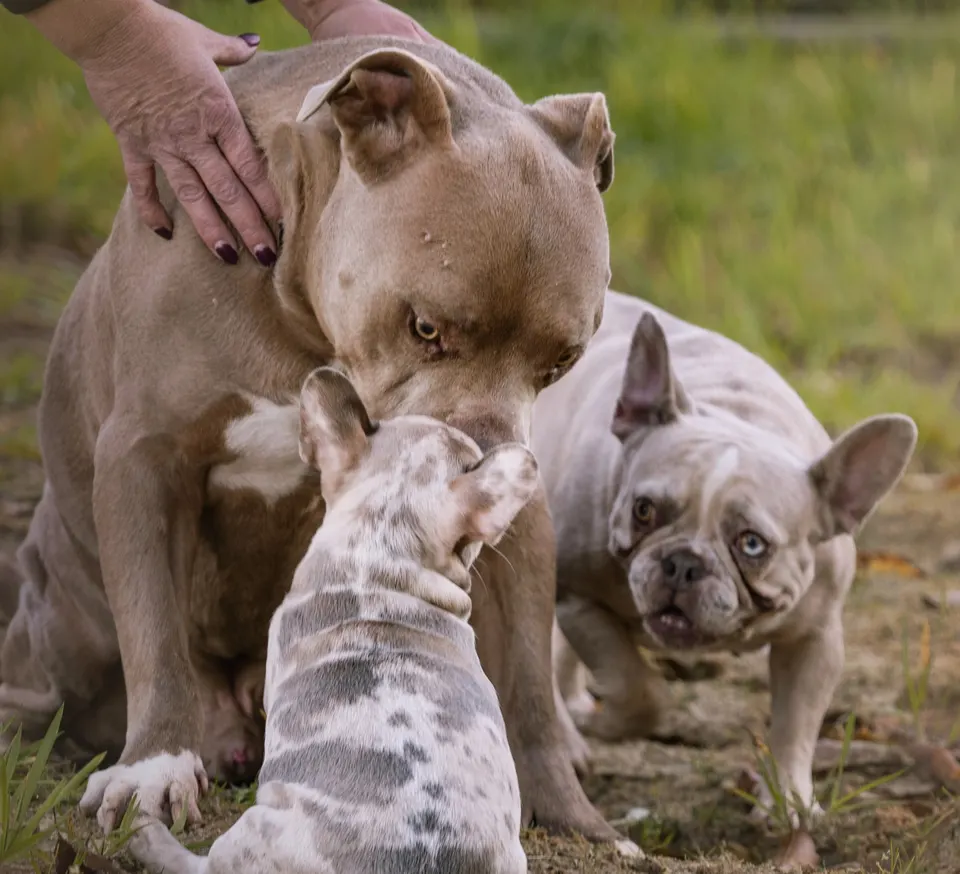 Moeder met haar pups