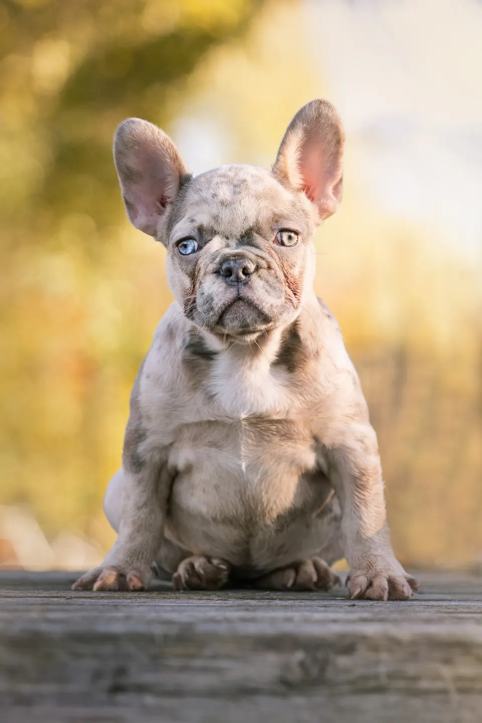 Merle pup tussen de herfstbladeren