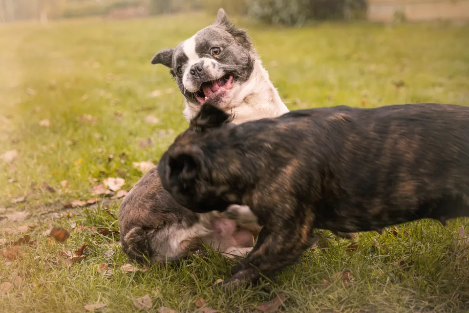 Twee bulldogs spelen in het gras