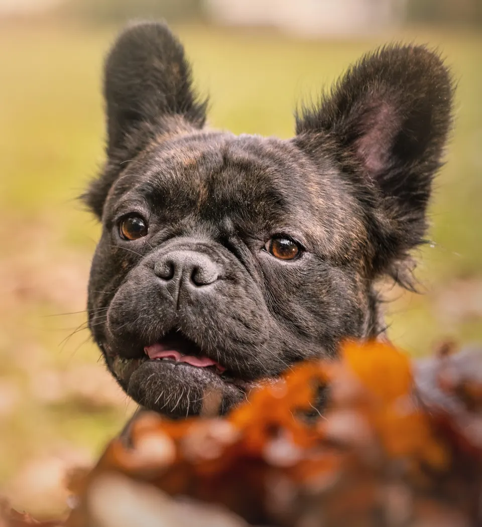Gestroomde langhaar Franse Bulldog met herfstbladeren