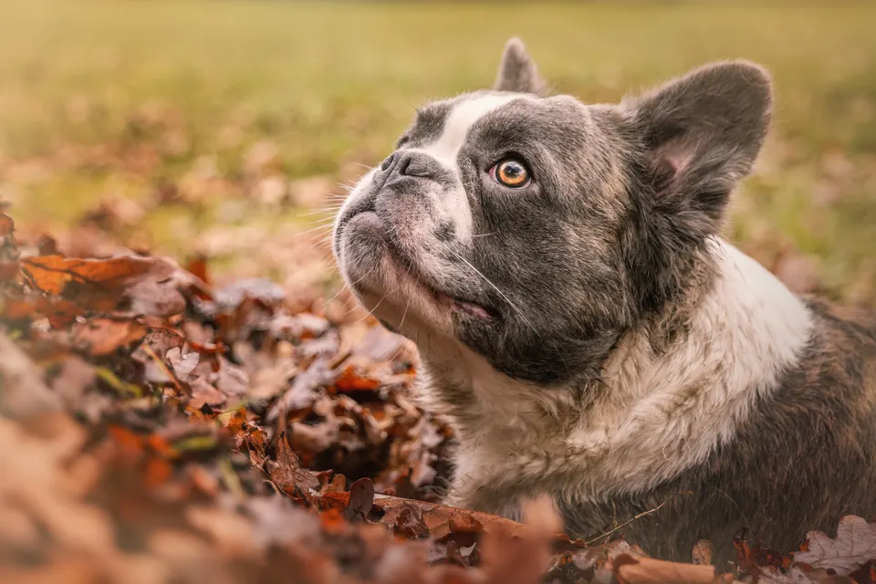 Blauwe Franse Bulldog kijkt omhoog
