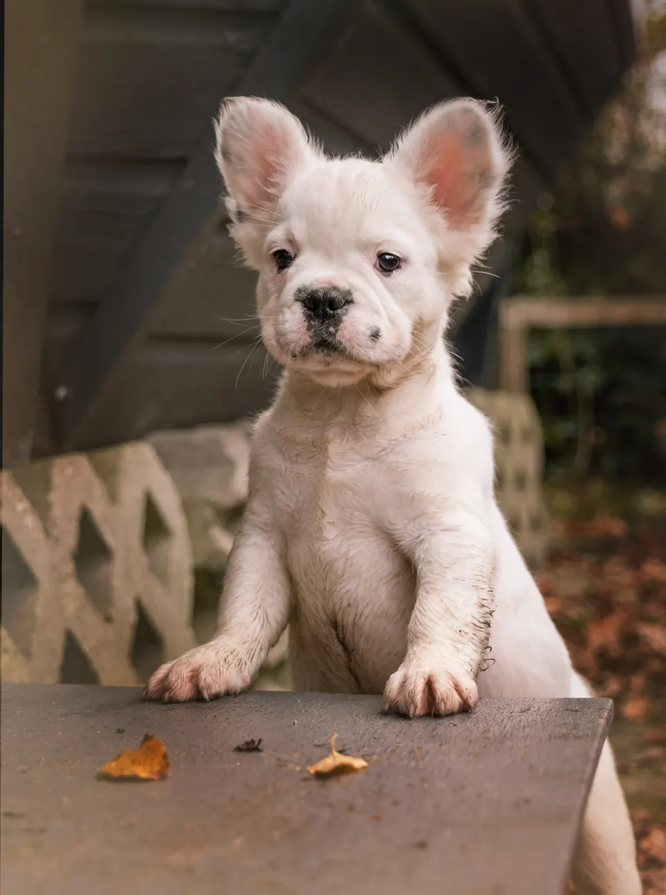 Witte langhaar pup