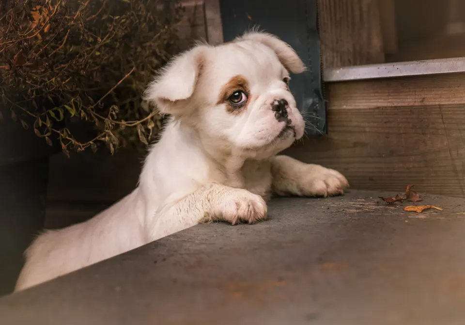 Witte pup op de veranda