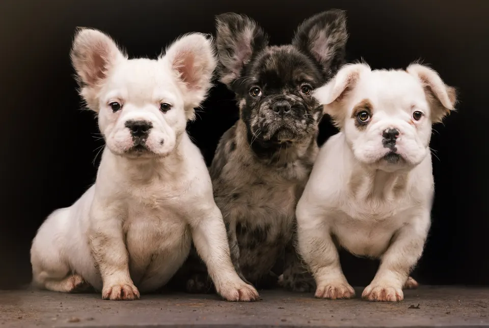 Drie pups op een rij