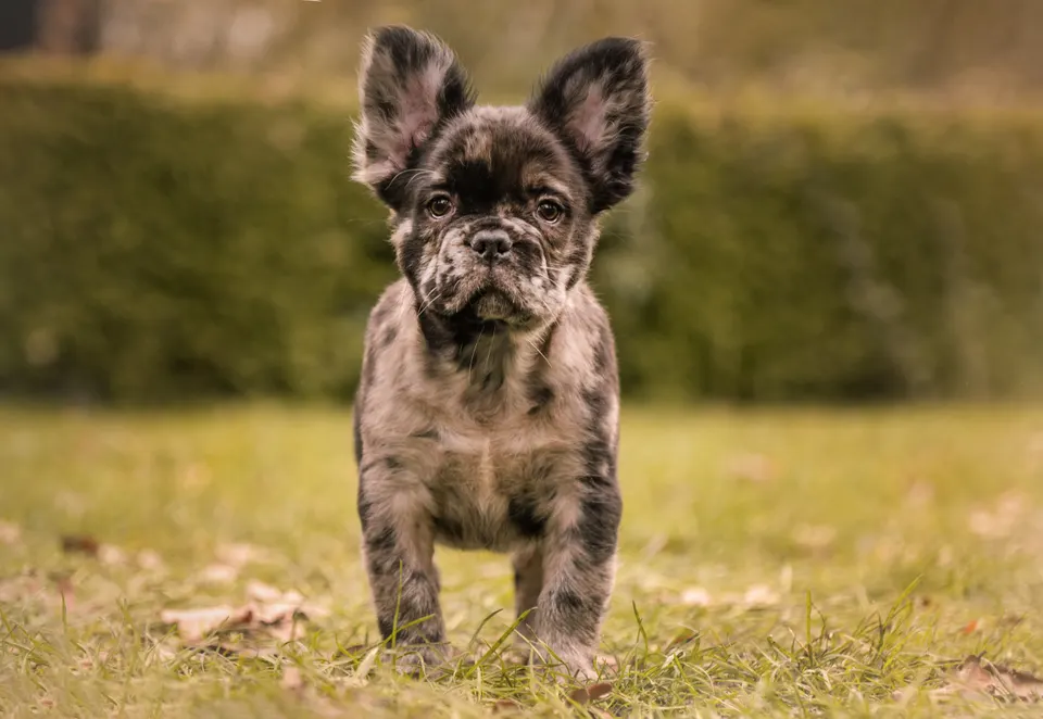 Merle pup in het gras