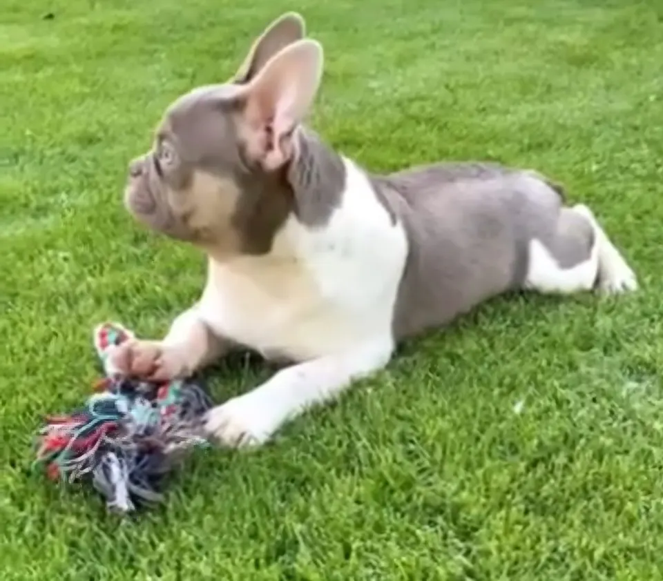 Pup ligt met speeltje in het gras