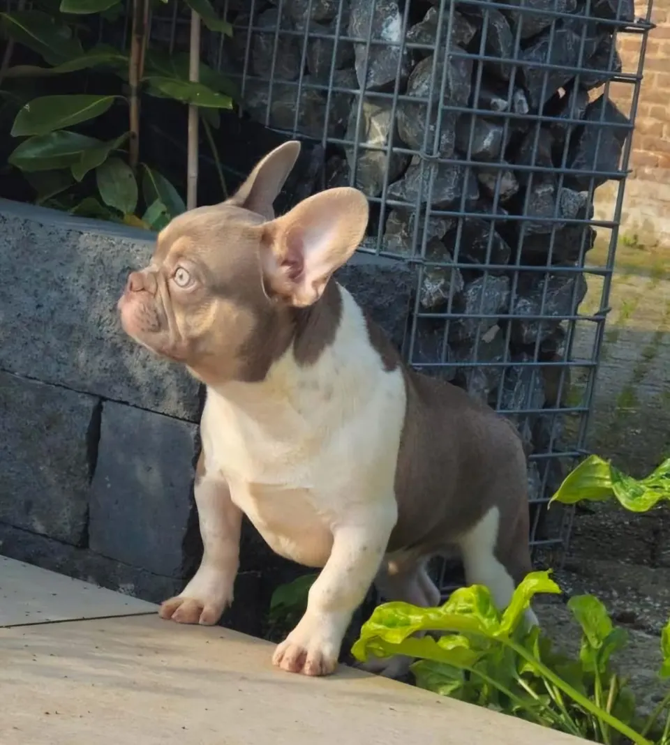 Pup staat op een muurtje