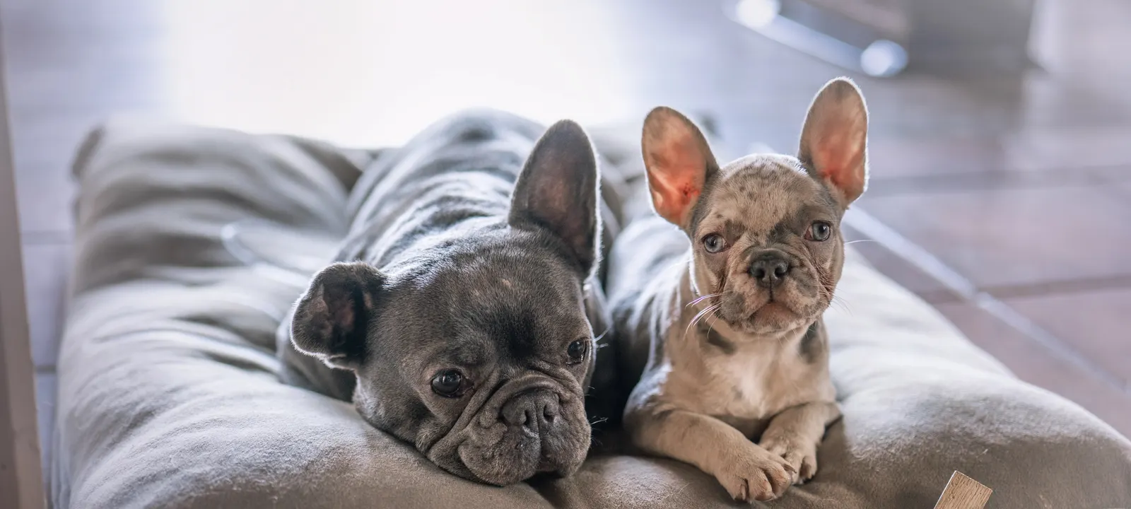 A blue and a merle French Bulldog side by side on a cushion